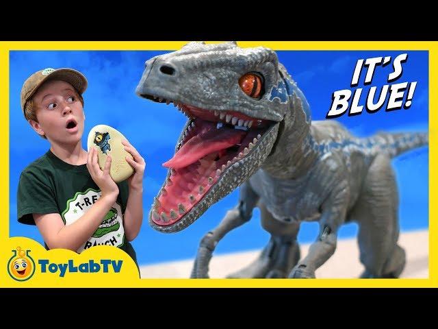 Raptor Blue & Surprise Egg Dinosaurs! Jurassic World Fallen Kingdom Alpha Training Blue Toy Dinosaur