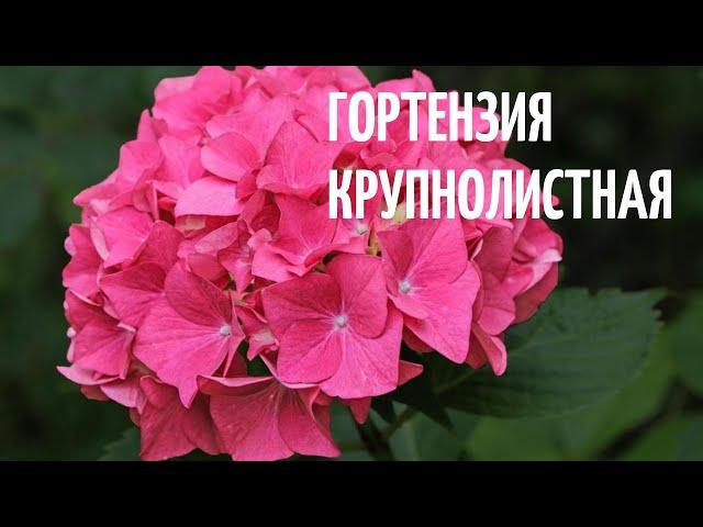Гортензия крупнолистная. Прекрасное декоративное растение для садов и парков.