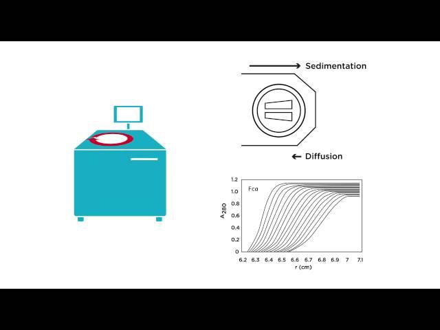 Introduction to Analytical Ultracentrifugation: AUC 101