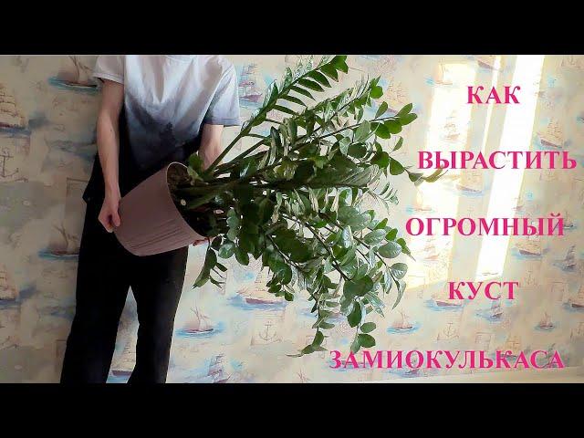 Разбудите замиокулькас и он бешено пойдет в рост, как вырастить большой куст, история одного куста
