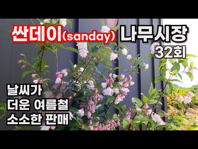 [싼데이 나무시장] 32회, 더워진 여름 수량은 많지 않지만 예쁜 묘목을 싸게 팔겠습니다.