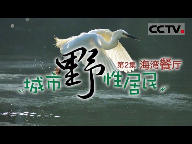 《城市野性居民》 城市与野性：深圳湾的自然共融之道 EP02【CCTV纪录】