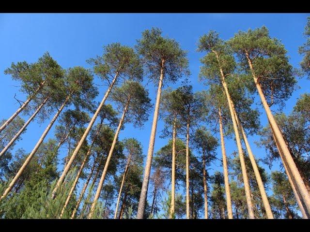 Лес.Осень.Сосна.  Корабельные сосны. В лесу.Тайга.Дерево тайги,