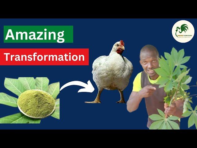 Boost Broiler Weight and Prevent Coccidiosis with Cassava Leaves
