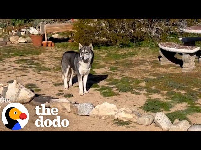 Husky Shows Up On Couple's Front Yard | The Dodo