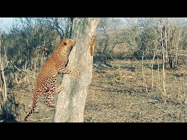 Squirrel Shows Leopard Who’s Boss