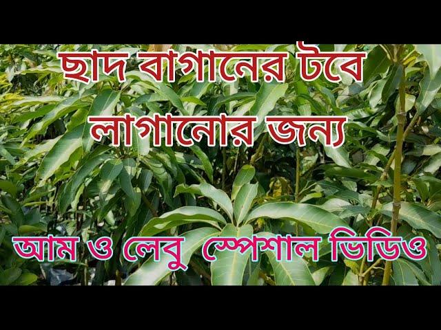 One Of The Biggest Fruit Plants Nursery In South 24 Parganas | Jamuna Nursery Visit In Muchisa |