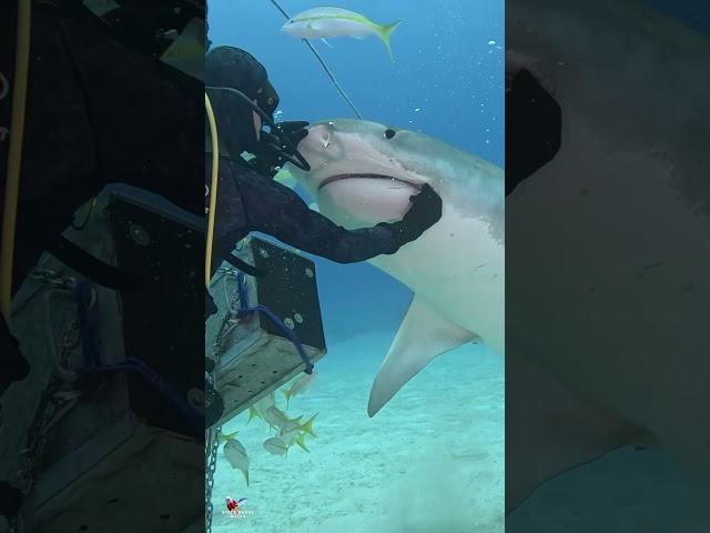 Tiger Shark trying to get the hook out or loosen it… please remove hooks! #shark #sharks