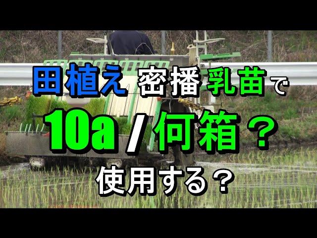 省力田植え・・欠株少なく密播の乳苗で10a当たり苗箱何枚使うのか・・？