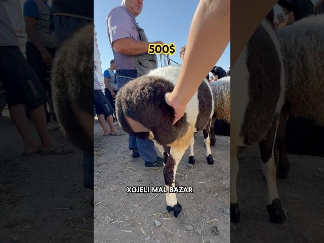 XOJELI MAL BAZAR #мухаммеднукус