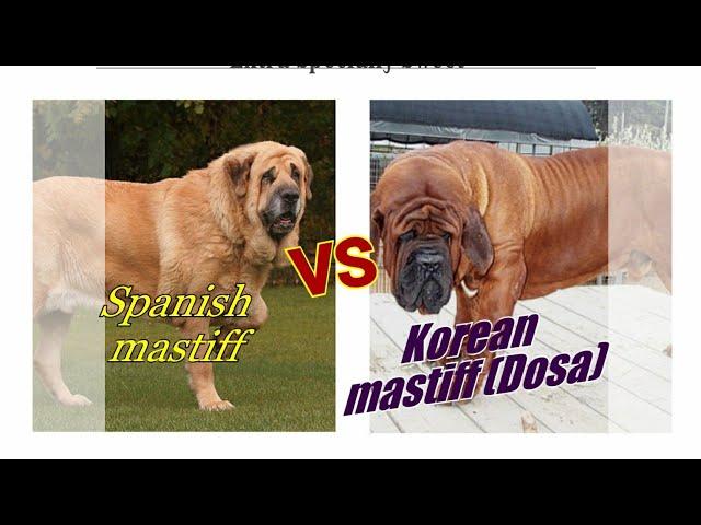 Korean mastiff vs Spanish mastiff.