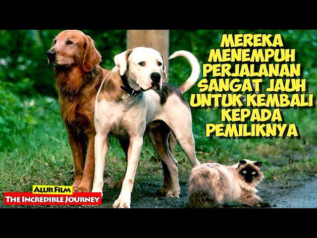 Kisah Persahabatan Kucing Dan Anjing Yang Melakukan Perjalanan Jauh Demi Bertemu Pemiliknya...