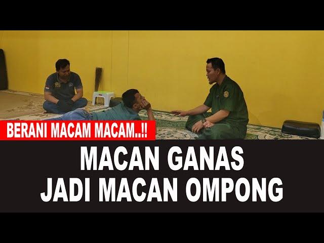 MACAN GANAS JADI MACAN OMPONG