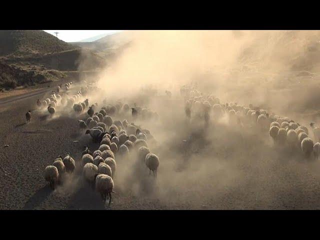 Watch: Shepherds in rural Turkey trek 30km on difficult route every day