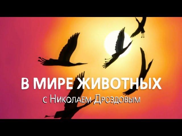 В мире животных с Николаем Дроздовым  Выпуск 34 (2018)