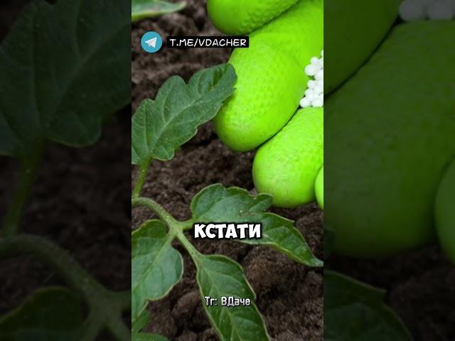 Не допускайте ошибок при полива томатов и поливаете их правильно  #огород #дача #сад