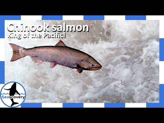 The King of the Salmon – Chinook (Oncorhynchus tshawytscha)