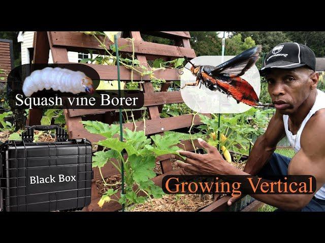 Vertical gardening with Squash and Zucchini - Beating the Vine Borer #gardening #cc