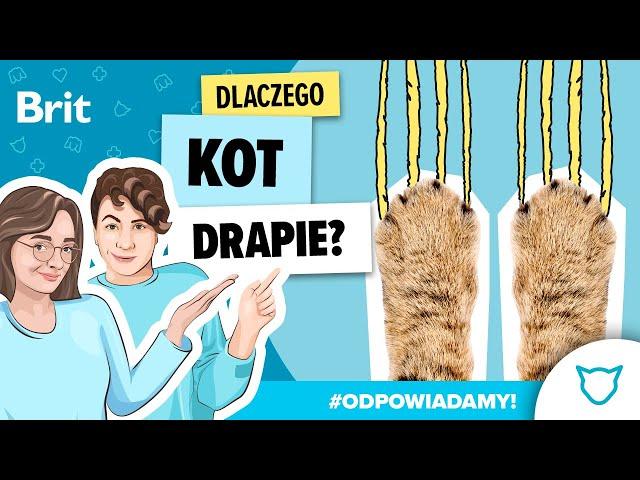 ODPOWIADAMY: Dlaczego kot drapie? - Brit Polska