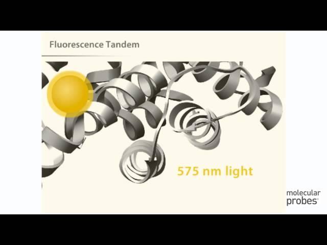 Molecular Probes Tutorial Series—Analyzing Flow Cytometry Data