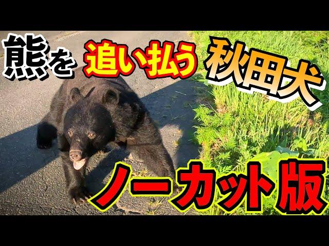 【貴重映像】熊を追い払う秋田犬　ノーカット版　※おまけの熊動画付き　Uncut version 【Rare footage】Akita dog fighting off a bear