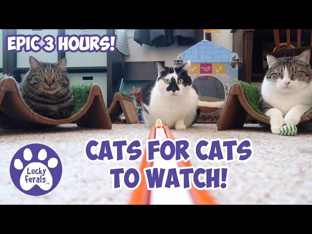 Cats Videos For Cats To Watch With Sound  EPIC 3 HOURS! * Cats Playing * Entertainment For Cats