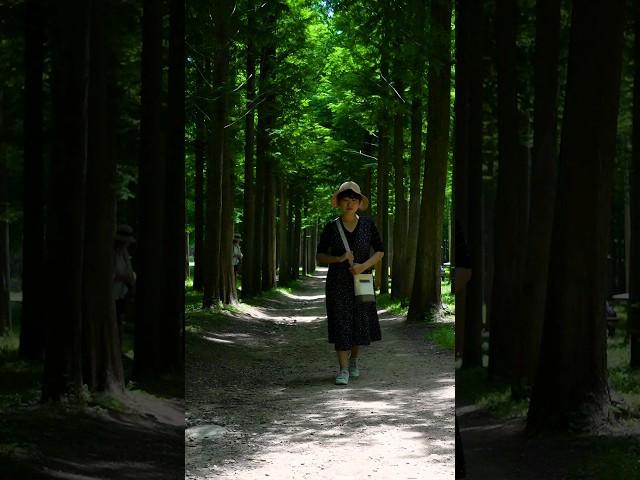 메타세콰이어숲이 무료라고? The metasequoia forest is free? #홀릭이랑혜윰이랑 #koreatravel #경북영덕여행 #올해의커플포즈