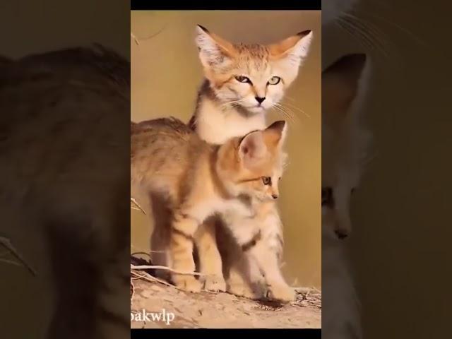 Unveiling the Mysterious Sand Cat: The Amazing Survival Skills of the Fierce and Mysterious