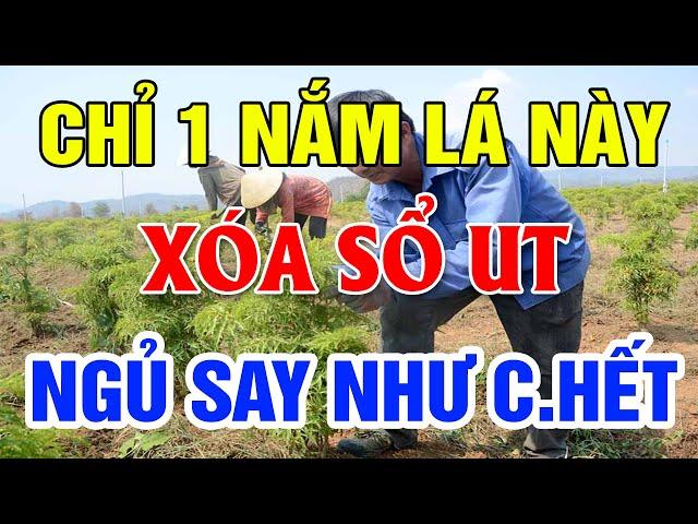 Kỳ Lạ Mất Ngủ Đến Cỡ Nào Cũng NGỦ NGON Chỉ Với 1 Nắm Lá Này, Uống 1 Cốc Là Ngủ Sâu Ngủ SAY NHƯ CHẾT