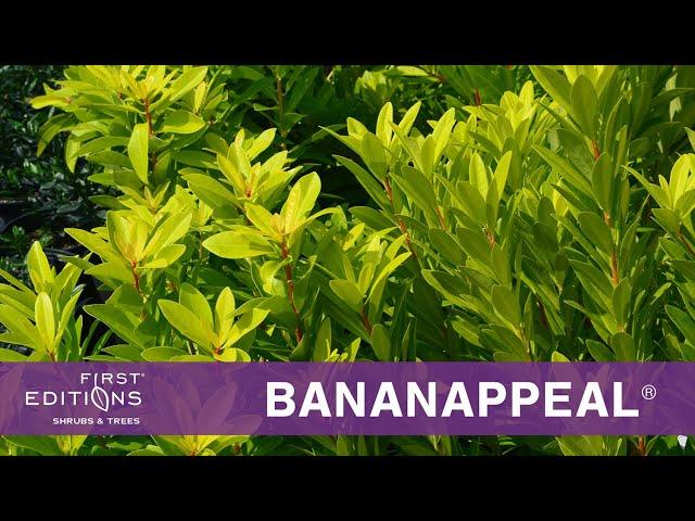 Fisrt Editions® BananAppeal® Small Anise Tree