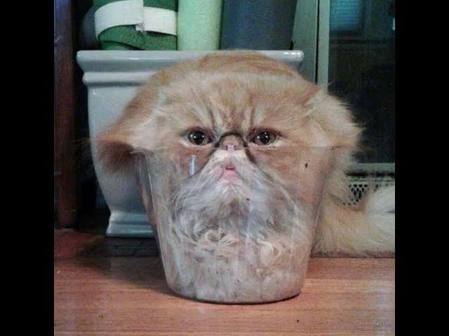  Cats against the rules of physics!  Videos of funny cats, kittens and dogs! 