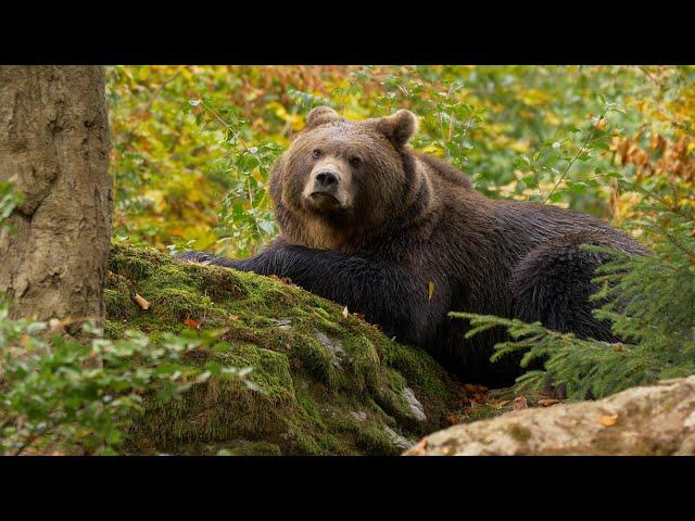 Working for NRCS Alaska: Bear Country