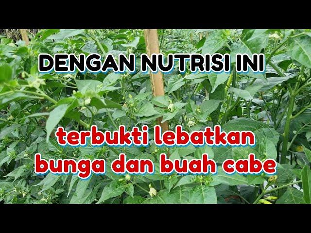 NUTRISI TANAMAN CABAI FASE GENERATIF PUPUK PERANGSASNG BUNGA DAN BUAH PADA TANAMAN CABE