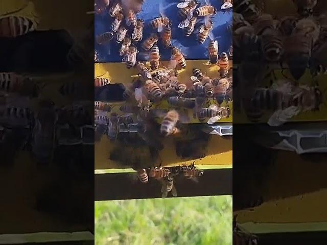 пчелки соскучились по своей мамочки #пчеловодство #bee #workerbee #beekeeper #beefeater #пчелы