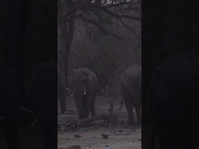 #africanelephant #elephant #africanlionsafari #wildlife #wildlifephotography #nature #lionhunt