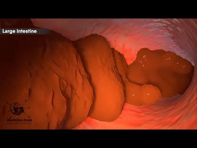 How does your body turns food into the poop? Human digestive system(Animation)|Dandelion Team