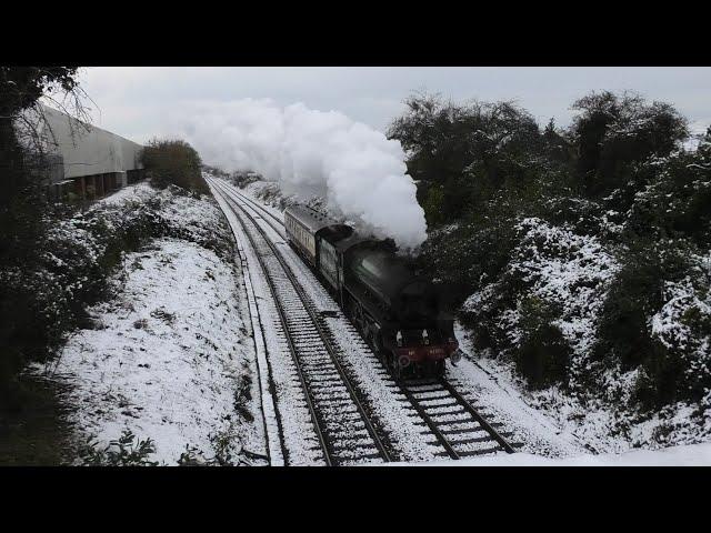 Mayflower In The Snow