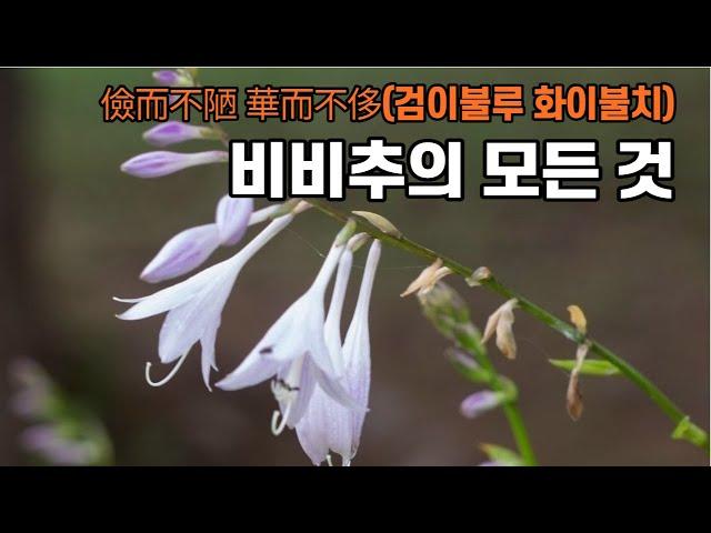 검이불루 화이불치 비비추의 사생활 들여다보기