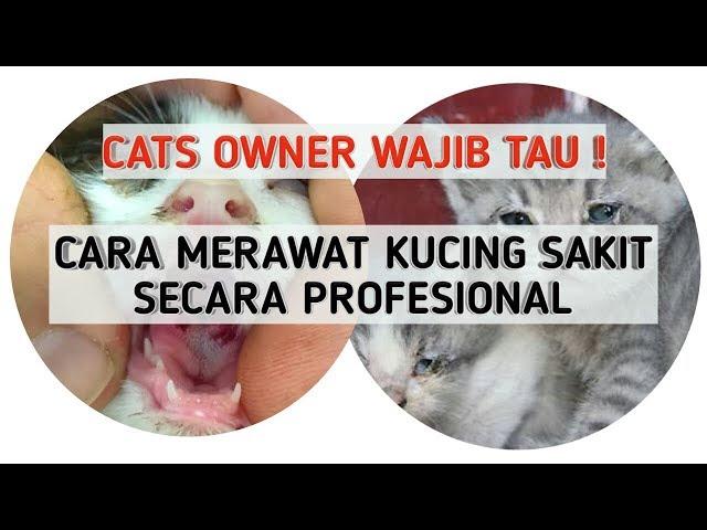 PERTOLONGAN PERTAMA PADA KUCING SAKIT | Cara Merawat Kucing Sakit