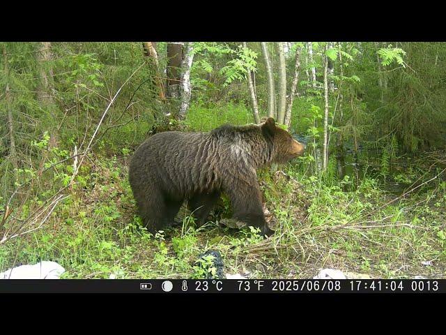 Получилось заснять выход медведя к привада. Ижемский район, по щельяюрской дороге.