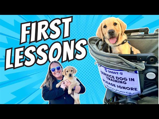 Service Dog Training: Puppy's First Week Home