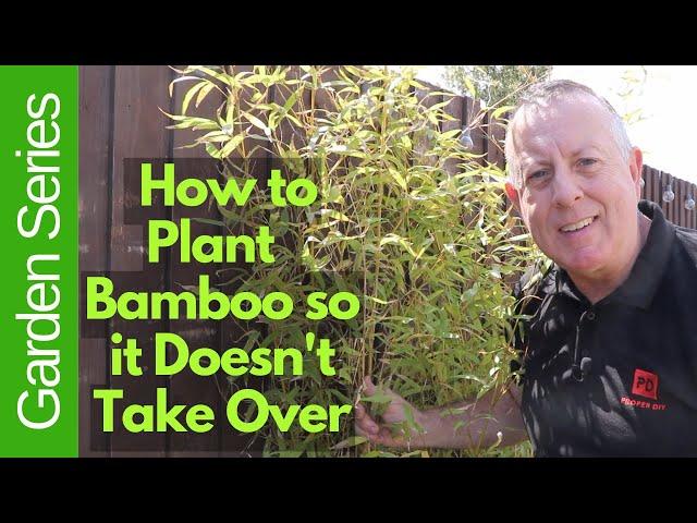 How to Plant Bamboo so it Doesn't Take Over Your Garden!