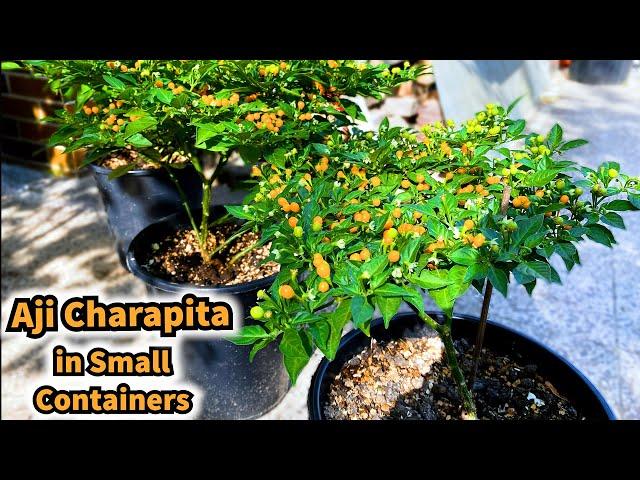 Growing Chilli Peppers Aji Charapita in small Containers - Seed to Harvest