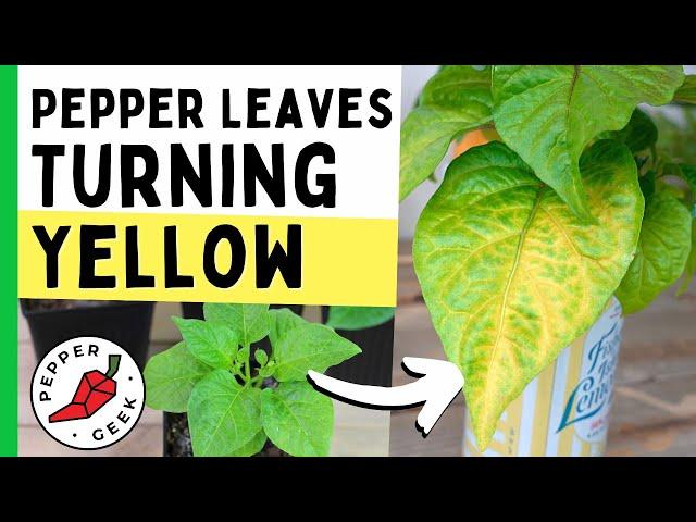 Pepper Plant Leaves Turning Yellow? Common Causes & Solutions - Pepper Geek