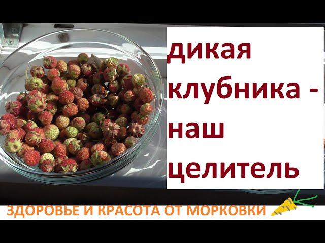 WILD STRAWBERRIES, their PECULIARITY for HUMANS, UNIQUE INFORMATION