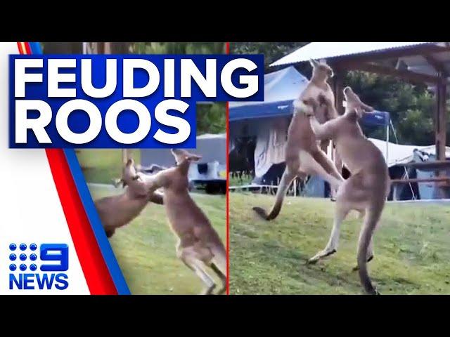 Boxing kangaroos crash into family tent at NSW campground