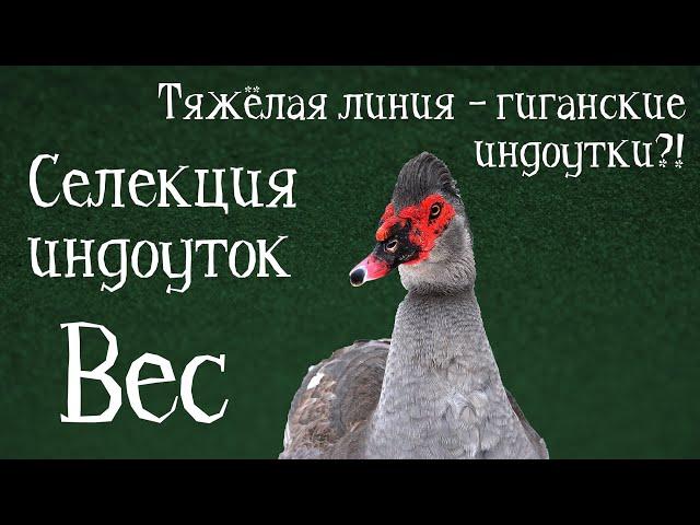 ВЕС ИНДОУТОК ТЯЖЁЛЫХ ЛИНИЙ: НОРМЫ И СТАНДАРТЫ. Селекция индоуток. Вес мускусных уток