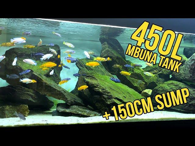 African Cichlid Aquarium Stocking Mbuna!