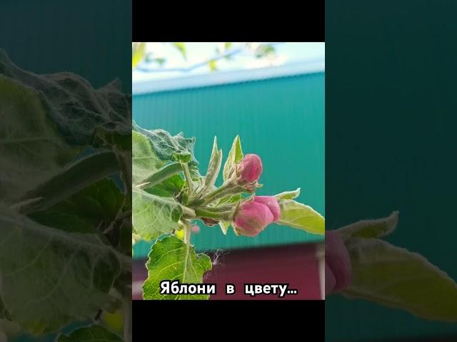 Садовые радости
