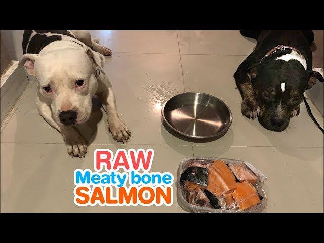 Pit Bulls eat RAW meaty bone salmon [ASMR] 개가 날고기를 먹는다